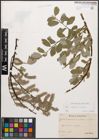 Foto von Salix caprea L. x Salix repens L.